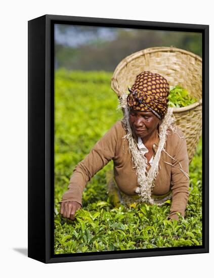 Malawi, Thyolo, Satemwa Tea Estate, a Female Tea Picker Out Plucking Tea-John Warburton-lee-Framed Stretched Canvas