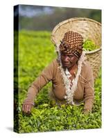 Malawi, Thyolo, Satemwa Tea Estate, a Female Tea Picker Out Plucking Tea-John Warburton-lee-Stretched Canvas