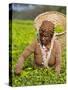 Malawi, Thyolo, Satemwa Tea Estate, a Female Tea Picker Out Plucking Tea-John Warburton-lee-Stretched Canvas