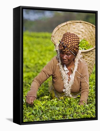 Malawi, Thyolo, Satemwa Tea Estate, a Female Tea Picker Out Plucking Tea-John Warburton-lee-Framed Stretched Canvas