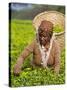 Malawi, Thyolo, Satemwa Tea Estate, a Female Tea Picker Out Plucking Tea-John Warburton-lee-Stretched Canvas