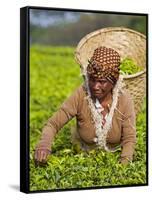 Malawi, Thyolo, Satemwa Tea Estate, a Female Tea Picker Out Plucking Tea-John Warburton-lee-Framed Stretched Canvas