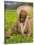 Malawi, Thyolo, Satemwa Tea Estate, a Female Tea Picker Out Plucking Tea-John Warburton-lee-Stretched Canvas