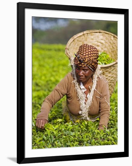 Malawi, Thyolo, Satemwa Tea Estate, a Female Tea Picker Out Plucking Tea-John Warburton-lee-Framed Premium Photographic Print