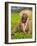 Malawi, Thyolo, Satemwa Tea Estate, a Female Tea Picker Out Plucking Tea-John Warburton-lee-Framed Photographic Print