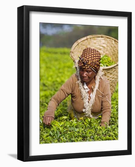 Malawi, Thyolo, Satemwa Tea Estate, a Female Tea Picker Out Plucking Tea-John Warburton-lee-Framed Photographic Print