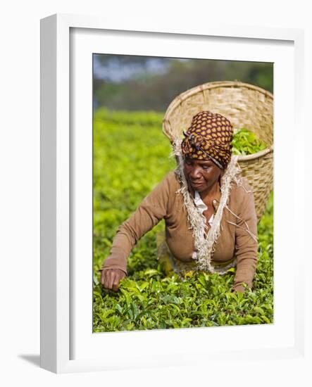 Malawi, Thyolo, Satemwa Tea Estate, a Female Tea Picker Out Plucking Tea-John Warburton-lee-Framed Photographic Print