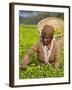 Malawi, Thyolo, Satemwa Tea Estate, a Female Tea Picker Out Plucking Tea-John Warburton-lee-Framed Photographic Print