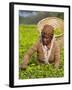 Malawi, Thyolo, Satemwa Tea Estate, a Female Tea Picker Out Plucking Tea-John Warburton-lee-Framed Photographic Print