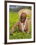 Malawi, Thyolo, Satemwa Tea Estate, a Female Tea Picker Out Plucking Tea-John Warburton-lee-Framed Photographic Print