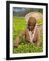 Malawi, Thyolo, Satemwa Tea Estate, a Female Tea Picker Out Plucking Tea-John Warburton-lee-Framed Photographic Print