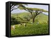 Malawi, Thyolo, Satemwa Tea Estate, Workers Plucking Tea-John Warburton-lee-Framed Stretched Canvas