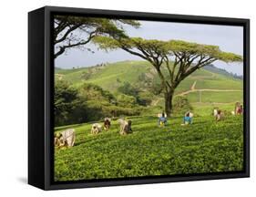 Malawi, Thyolo, Satemwa Tea Estate, Workers Plucking Tea-John Warburton-lee-Framed Stretched Canvas