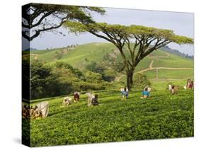 Malawi, Thyolo, Satemwa Tea Estate, Workers Plucking Tea-John Warburton-lee-Stretched Canvas