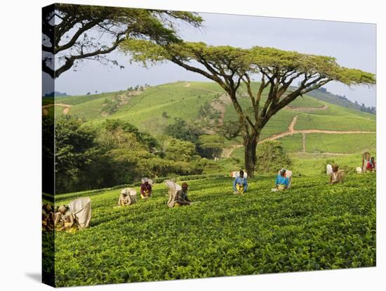 Malawi, Thyolo, Satemwa Tea Estate, Workers Plucking Tea-John Warburton-lee-Stretched Canvas