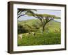 Malawi, Thyolo, Satemwa Tea Estate, Workers Plucking Tea-John Warburton-lee-Framed Photographic Print