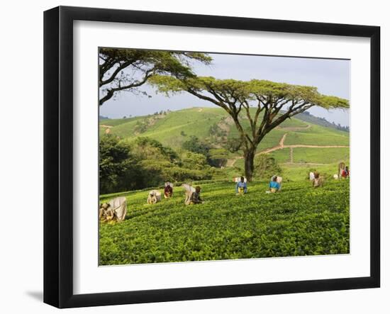 Malawi, Thyolo, Satemwa Tea Estate, Workers Plucking Tea-John Warburton-lee-Framed Photographic Print