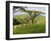 Malawi, Thyolo, Satemwa Tea Estate, Workers Plucking Tea-John Warburton-lee-Framed Photographic Print