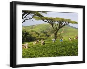 Malawi, Thyolo, Satemwa Tea Estate, Workers Plucking Tea-John Warburton-lee-Framed Photographic Print