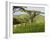 Malawi, Thyolo, Satemwa Tea Estate, Workers Plucking Tea-John Warburton-lee-Framed Photographic Print