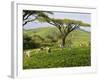 Malawi, Thyolo, Satemwa Tea Estate, Workers Plucking Tea-John Warburton-lee-Framed Photographic Print