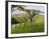 Malawi, Thyolo, Satemwa Tea Estate, Workers Plucking Tea-John Warburton-lee-Framed Photographic Print