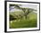 Malawi, Thyolo, Satemwa Tea Estate, Workers Plucking Tea-John Warburton-lee-Framed Photographic Print