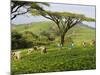 Malawi, Thyolo, Satemwa Tea Estate, Workers Plucking Tea-John Warburton-lee-Mounted Photographic Print