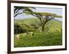 Malawi, Thyolo, Satemwa Tea Estate, Workers Plucking Tea-John Warburton-lee-Framed Photographic Print