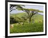 Malawi, Thyolo, Satemwa Tea Estate, Workers Plucking Tea-John Warburton-lee-Framed Photographic Print