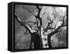 Malawi, Upper Shire Valley, Liwonde National Park; the Spreading Branches of a Massive Baobab Tree-Mark Hannaford-Framed Stretched Canvas