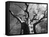 Malawi, Upper Shire Valley, Liwonde National Park; the Spreading Branches of a Massive Baobab Tree-Mark Hannaford-Framed Stretched Canvas