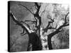 Malawi, Upper Shire Valley, Liwonde National Park; the Spreading Branches of a Massive Baobab Tree-Mark Hannaford-Stretched Canvas