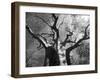 Malawi, Upper Shire Valley, Liwonde National Park; the Spreading Branches of a Massive Baobab Tree-Mark Hannaford-Framed Photographic Print