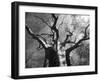 Malawi, Upper Shire Valley, Liwonde National Park; the Spreading Branches of a Massive Baobab Tree-Mark Hannaford-Framed Photographic Print