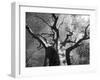 Malawi, Upper Shire Valley, Liwonde National Park; the Spreading Branches of a Massive Baobab Tree-Mark Hannaford-Framed Photographic Print