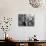 Malawi, Upper Shire Valley, Liwonde National Park; the Spreading Branches of a Massive Baobab Tree-Mark Hannaford-Photographic Print displayed on a wall