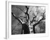 Malawi, Upper Shire Valley, Liwonde National Park; the Spreading Branches of a Massive Baobab Tree-Mark Hannaford-Framed Photographic Print