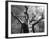 Malawi, Upper Shire Valley, Liwonde National Park; the Spreading Branches of a Massive Baobab Tree-Mark Hannaford-Framed Photographic Print