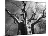 Malawi, Upper Shire Valley, Liwonde National Park; the Spreading Branches of a Massive Baobab Tree-Mark Hannaford-Mounted Photographic Print