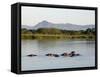 Malawi, Upper Shire Valley, Liwonde National Park-Mark Hannaford-Framed Stretched Canvas