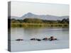 Malawi, Upper Shire Valley, Liwonde National Park-Mark Hannaford-Stretched Canvas