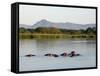 Malawi, Upper Shire Valley, Liwonde National Park-Mark Hannaford-Framed Stretched Canvas