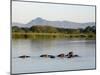 Malawi, Upper Shire Valley, Liwonde National Park-Mark Hannaford-Mounted Photographic Print