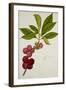 Malay Apple-null-Framed Giclee Print