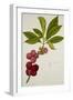 Malay Apple-null-Framed Giclee Print