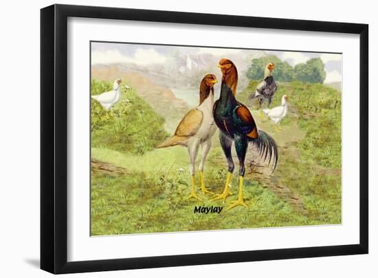 Malay Chickens-null-Framed Art Print