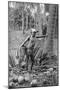 Malay Collecting the Sweet Wine of the Toddy Tree, 1922-null-Mounted Giclee Print