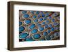 Malay Peacock Pheasant Both Tail and Wing Feathers Layered in Feather Design-Darrell Gulin-Framed Premium Photographic Print