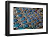 Malay Peacock Pheasant Both Tail and Wing Feathers Layered in Feather Design-Darrell Gulin-Framed Premium Photographic Print